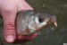 Ostroretka - první ryba z rozvodněné Úslavy